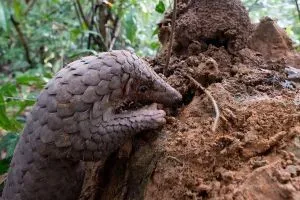 How Pangolins Keep Forests in Balance